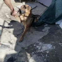 سگ ژرمن|سگ|چناران, |دیوار