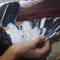 کفتر|پرنده|بندر ماهشهر, |دیوار