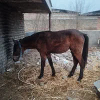 اسب|اسب و تجهیزات اسب‌سواری|قرق, |دیوار