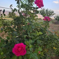 باغ و زمین کشاورزی