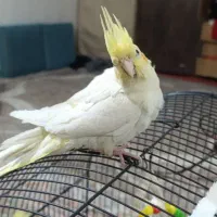 دوعدد جوجه عروس هلندی نر و ماده|پرنده|قم, علی آباد|دیوار