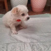 سگ پامراشپیتز