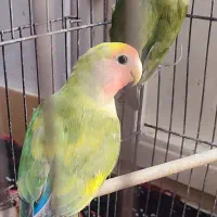 طوطی برزیلی