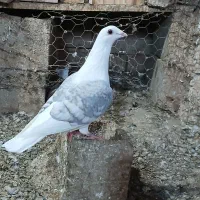 کبوتراس|پرنده|نگین شهر, |دیوار