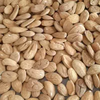 مغز بادام و بادام|خوردنی و آشامیدنی|تهران, سلسبیل جنوبی|دیوار
