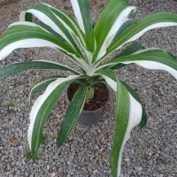 سوسن عنکبوتی یا اشک ملکه ابلق