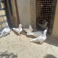 کیوتر