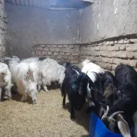 بزغاله|حیوانات مزرعه|سمنان, |دیوار