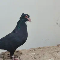 دو عدد پلنگ گوک نر