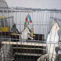 یه جفت عروس هلندی با چهار جوجه ۵ شش ماهه|پرنده|پیشوا, |دیوار