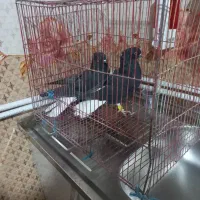 کبوتر دم سفید