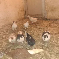 کفتر هوایی هم جفتگاه|پرنده|مشهد, رضاشهر|دیوار