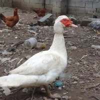 اردک هلندی ده عدد|پرنده|قائم‌شهر, |دیوار