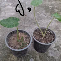 انواع گل و گیاه مناسب روز مادر|گل و گیاه طبیعی|رشت, بیجارپس|دیوار