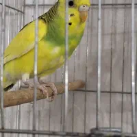 پرنده مرغ عشق