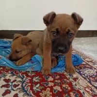 توله سگ دو ماهه|سگ|محمدشهر, عباس آباد|دیوار