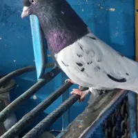 کله سیاه|پرنده|قزوین, |دیوار