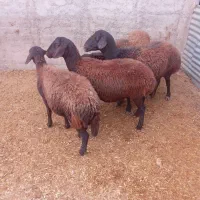 گوسفند شیشک بره دار قزل افشاری|حیوانات مزرعه|بشاریات, |دیوار