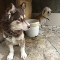 سگ شیتزو و هاسکی تریر