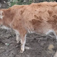 گوساله ماده