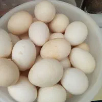 تخم مرغ محلی نطفه دار