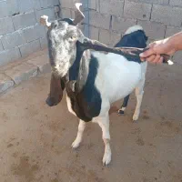 بز نر میش|حیوانات مزرعه|اندیمشک, |دیوار