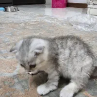 واگذاری گربه اسکاتیش|گربه|همدان, |دیوار