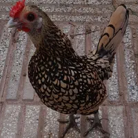 سلام  تخمرغ مینیاتوری پولک منظم مرغ خروس جوجه|حیوانات مزرعه|سبزوار, قدس|دیوار