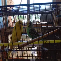 مرغ عشق نروماده سالم آمادهی تخم گذاری|پرنده|مسجد سلیمان, |دیوار