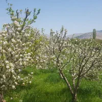 باغ میوه دهنو راه|فروش زمین و ملک کلنگی|نهاوند, |دیوار