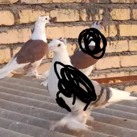 کفتر پشت رنگ دوکاکل