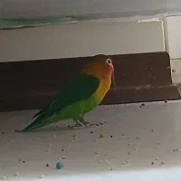 معاوضه با دستگاه بازی سگا