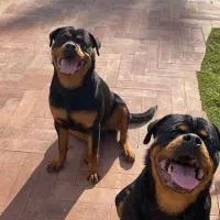 توله روتوایلر دوماهه ماده