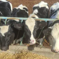 فروش ۵ راس تلیسه آبستن