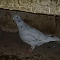 کنسول بازی ک وه ی دونه ای ۵۰۰ تومان مفت