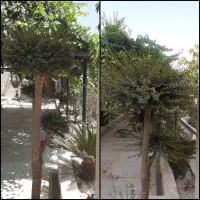 خدمات حرفه‌ای فضای سبز ، ویزیت رایگان|خدمات باغبانی و درختکاری|کرج, فاز ۳ مهرشهر|دیوار