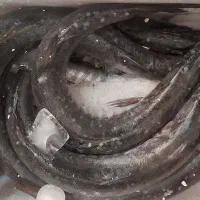 ماهی تازه جنوب