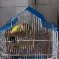 طوطی برزیلی مولد