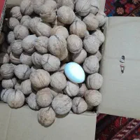 گردو برای بذر اسرائیلی اصلاح شده