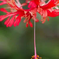 گوشی سامسونگ A13