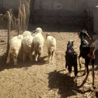 بره نر وماده گوسفند بز|حیوانات مزرعه|اهواز, بهارستان|دیوار