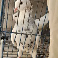 طوقی ماده