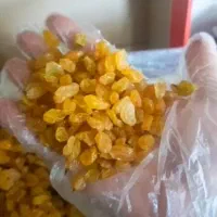 پخش عمده کشمش گلدون طلایی پلویی، قیمت کارخانه