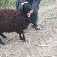 ماده گوسفند