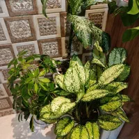 تعدادی گل اپارتمانی|گل و گیاه طبیعی|تهران, نیروی هوایی (پیروزی)|دیوار