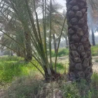 پاجوش(دمیت) کبکاب