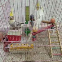 عروس هلندی نر ماده