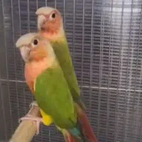 مولد گیرینچیک فول رد|پرنده|تهران, دانشگاه شریف|دیوار