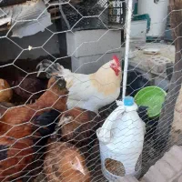 فروش فوری مرغ و نیمچه مرغ محلی از نژاد خوب|حیوانات مزرعه|گالیکش, |دیوار