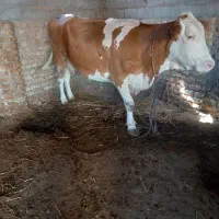 گاو سیمنتال